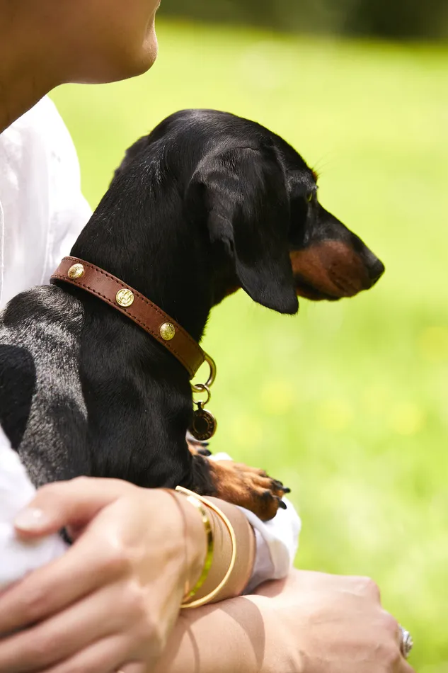 HC Studded Dog Collar Chestnut Women Holland Cooper Dog Collars