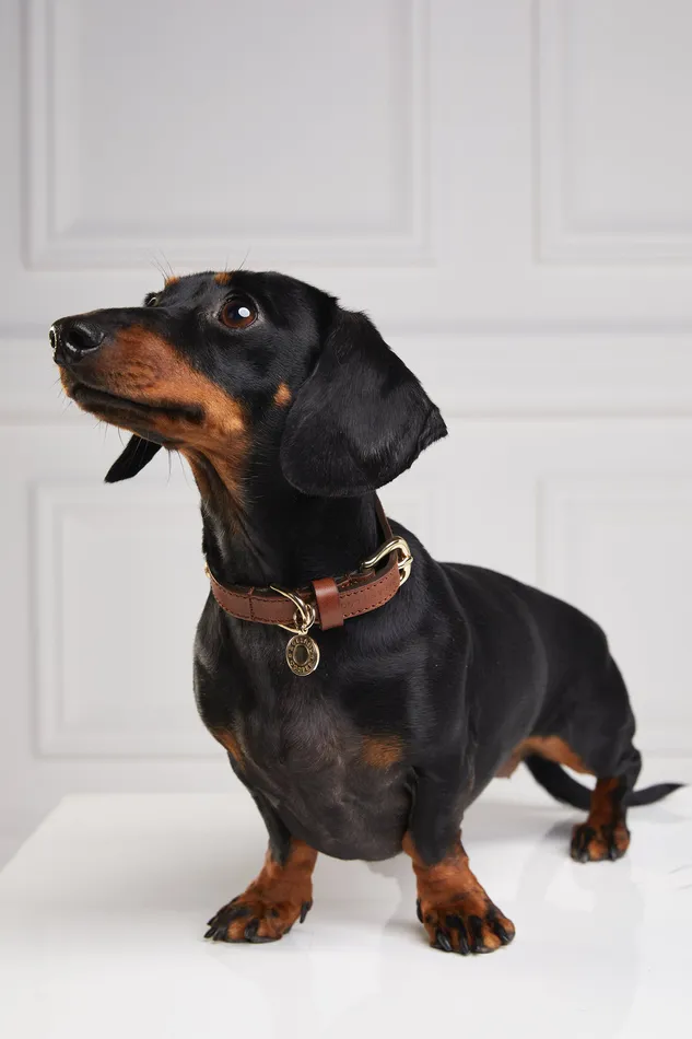 HC Studded Dog Collar Chestnut Women Holland Cooper Dog Collars HC Studded Dog Collar Chestnut Women Holland Cooper Dog Collars