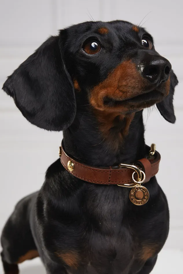HC Studded Dog Collar Chestnut Women Holland Cooper Dog Collars HC Studded Dog Collar Chestnut Women Holland Cooper Dog Collars