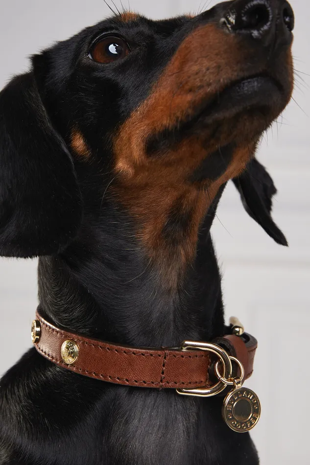 HC Studded Dog Collar Chestnut Women Holland Cooper Dog Collars HC Studded Dog Collar Chestnut Women Holland Cooper Dog Collars