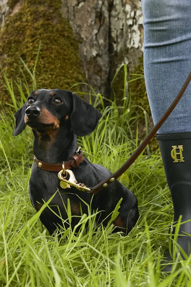 HC Studded Dog Collar Chestnut Women Holland Cooper Dog Collars HC Studded Dog Collar Chestnut Women Holland Cooper Dog Collars